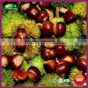 Organic Fresh Yanshan Chinese Chestnut