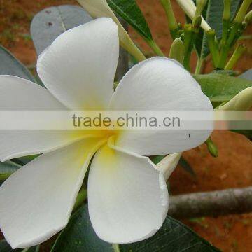 Natural Plant Plumeria Obtusa photo-4
