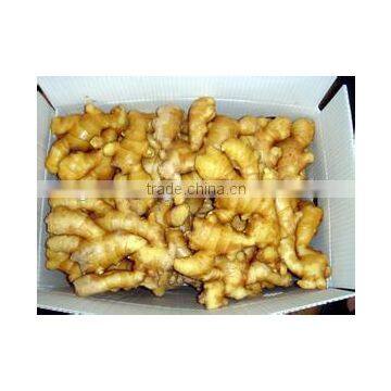 Exporting Standard Chinese Fresh Ginger with Reasonable Price