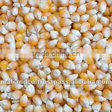 YELLOW MAIZE