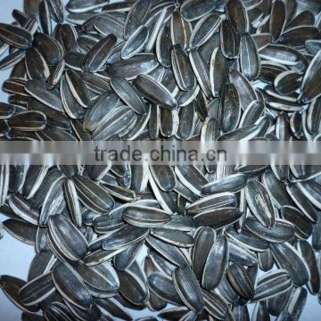 Raw big size sunflower seeds5009