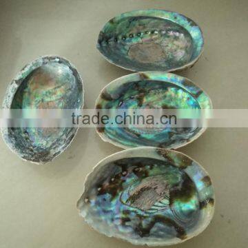 Green new zealand paua abalone shell raw material