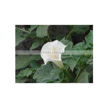 Datura Stramonium Extract photo-4