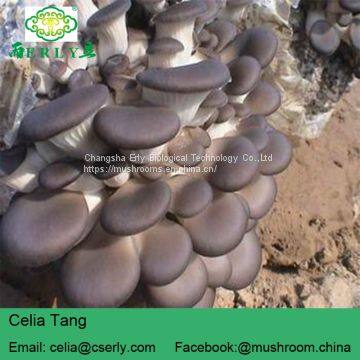 New Arrival High Quality Pleurotus Abalonus photo-5