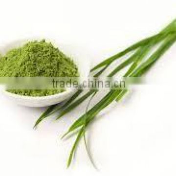 High quality Barely grass powder for OEM manufacturing