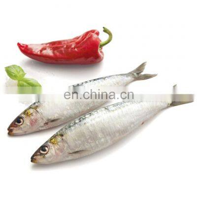 china wholesale sardines frozen sardine fish price frozen sardine sardinella aurita