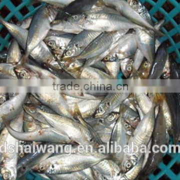 Landing frozen sardine fish with size 150 - 190 pcs / 10 kg