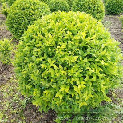 the Price of Ligustrum Vicaryi Balls is Cheap and the Survival Rate is High. photo-2