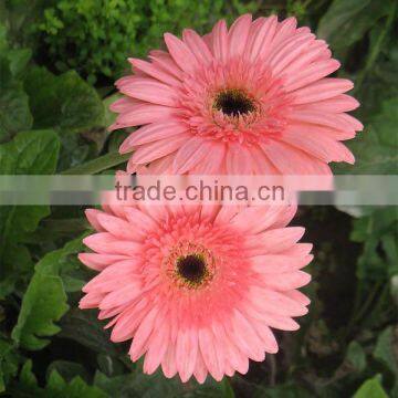 Top Rated Supplier Fresh Cut Flower China Fresh Grebera Wholesale