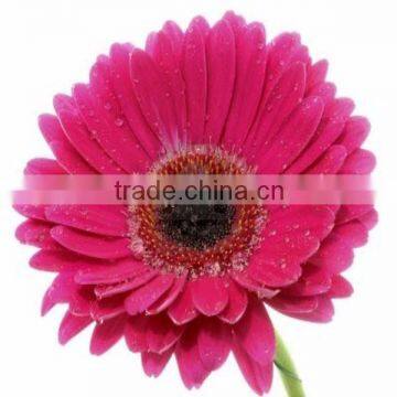 Chrysanthemum Flowers Exporters