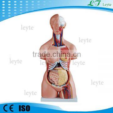 XC-204A 85CM 21 Parts Tri-sex medical human torso model