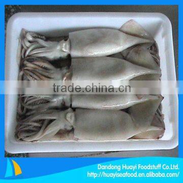 new season whole round squid product