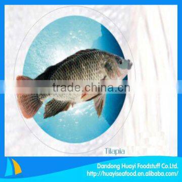 Fresh tilapia from tilapia fish farming