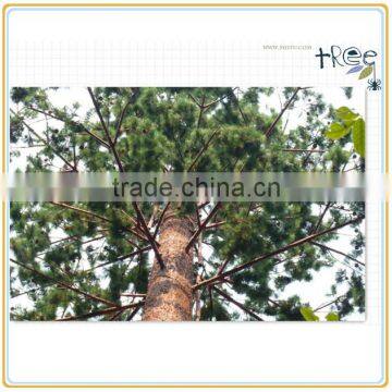 Artificial Pine Branches for Camouflage pine tree tower ,China Manufacturer