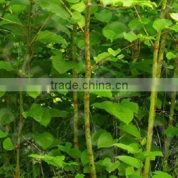 GMP factory supply polygonum cuspidatum extract