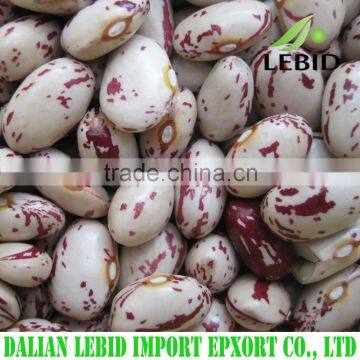 High Quality LSKB Round Shape, cranberry beans