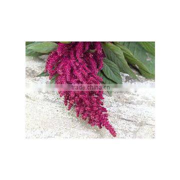 Amaranth Seeds Superfood photo-2