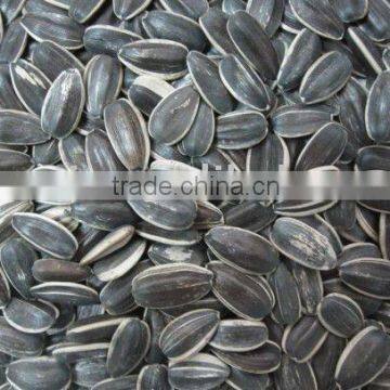 Round Shape Sunflower Seeds