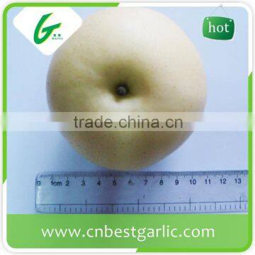 Bulk fresh crown pear from hebei