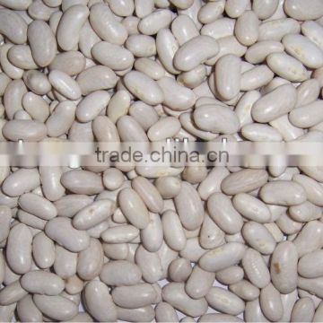 Spanish White Kidney Bean-2013 new crop