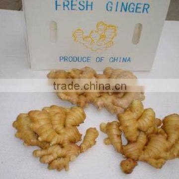 Fresh Type 150g Ginger With Mesh Bag