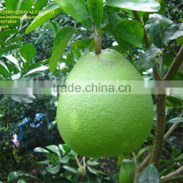 Green skin Grapefruit Vietnam