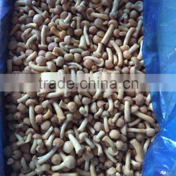 Frozen Nameko Mushroom photo-2