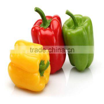 High Yield Anti Virus Sweet Pepper/Capsicum Seed For Sale