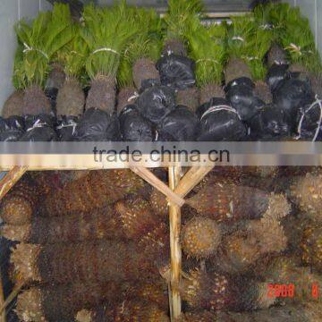 Sago plams, outdoor landscape , Cycas revoluta bulbs and plants