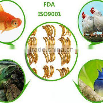 animal feed manufacturers dried mealworms