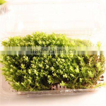 DIY Accessories Natural Moss Decorative Green Moss for Micro Landscape photo-2