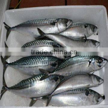 Block Frozen Whole Round Mackerel Fish photo-2
