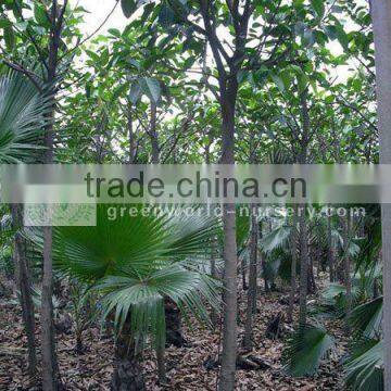 Ficus Altissima small size nursery