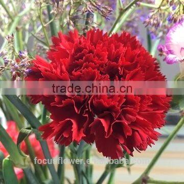 good petals wholesale carnation heads all occassions from kunming