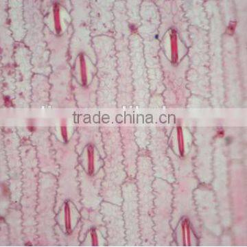 Plant Leaf Slides , Plant Leaft Epidermis Slides ,leaf Slides of Botany,leaf Spidermis Slides photo-3