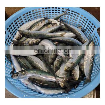 Wholesale IQF frozen sardine high fat content for fishing