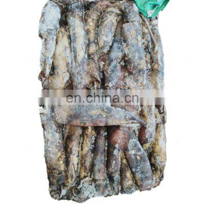 Frozen Black Squid Indian Ocean Squid Indian Squid Factory Direct Sale photo-4