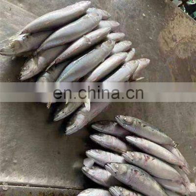 Land Frozen Pacific Mackerel Fish Sea Frozen Mackerel Fish photo-4