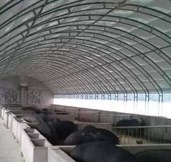 Black White Greenhouse Film Light Deprivation Poly Film Agriculture Blackouts Film