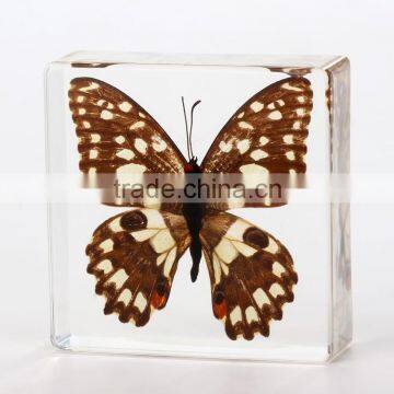 New Design Promotion Gifts Butterfly Wholesale Butterfly Paperweight