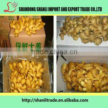 wholesale ginger/natural yellow ginger/Air Dried Ginger