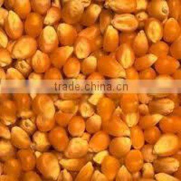 Yellow Maize From New Crop photo-3