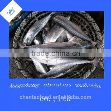Frozen fresh mackerel fish