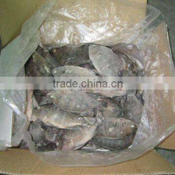 Chopa Fish /Frozen Tilapia For Angola Market