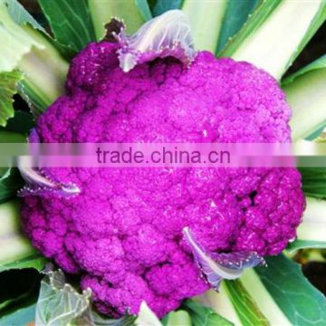 High Yield Chinese F1 Hybrid Purple Broccoli Seeds