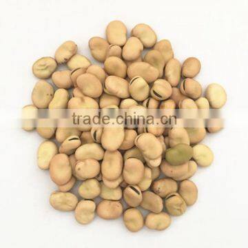 hot sale big size broad beans for hot sale with free sample for you