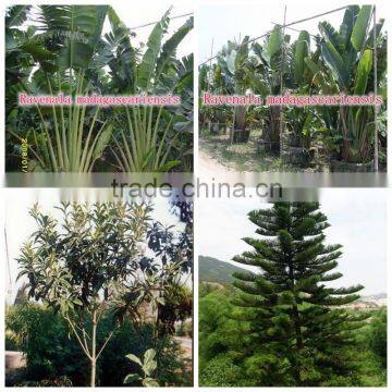 for Outdoor Landscaping Ornamental Bonsai Plants