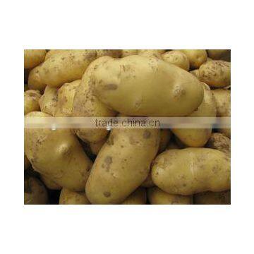 Promotion Offer Mesh bags packede Potato