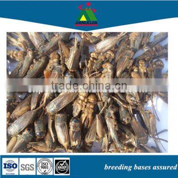 chicken pet food feed insects