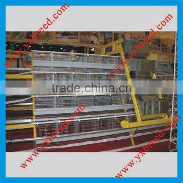 Automatic poultry farming equipment for broilers and chickens